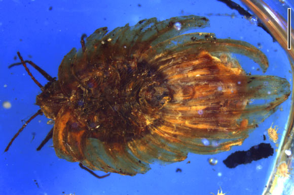 버마에서 발견된 백악기 중기의 호박에 보존되어 있는 와톤다라 코테자이(Wathondara kotejai). 스케일바의 길이는 1mm. Image credit: Bo Wang et al.