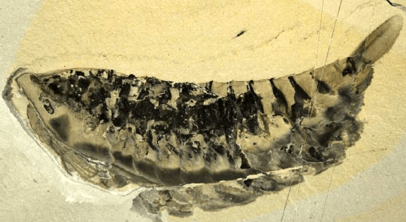 야우닉 쿠테나이이. 이미지 제공: 진-버나드 카론 / 왕립 온타리오 박물관