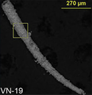 히페람미나 데포르미스(Hyperammina deformis)의 후방산란 전자현미경 사진 Credit: Courtesy Merlynd and Galina Nestell