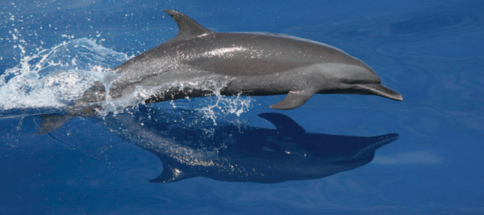 현생 돌고래 (사진) 과 멸종한 해양파충류인 어룡은 다른 육상생물의 후손들이며, 살았던 시기에도 5천만년 이상의 차이가 있지만, 이 둘은 독립적으로 물고기같이 생긴, 서로 아주 비슷한 형태의 몸으로 수렴하게 되었다. 2015년 4월, 스미소니언의 과학자들은 수십년 간의 과학적 발견을 종합하여 고래, 돌고래, 물개 및 기타 종들이 육지에서 바다로 이주하면서 겪었던 엄청난 변화를 만들어낸 공통된 패턴과 독특한 경로를 밝혀내어 해양 생명체들이 트라이아스기에서 인류세까지 환경변화에 어떻게 반응해 왔는지 종합적인 관점을 제공해준다. Credit: Courtesy of NOAA