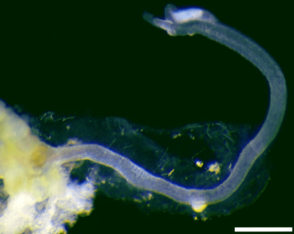 현생 오세닥스 벌레 (O. priapus). 스케일바는 0.3mm. Image credit: Greg Rouse.