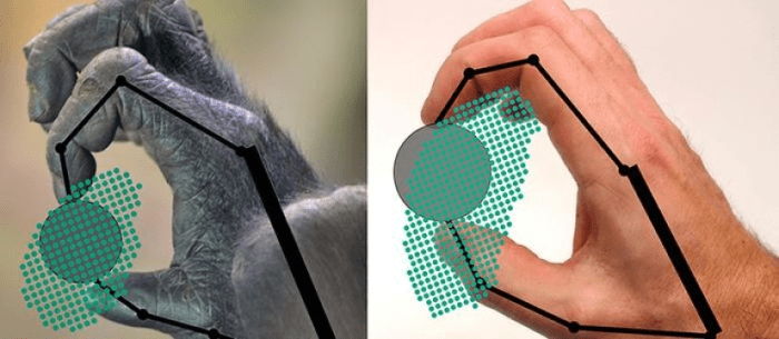 위의 그림은 고릴라와 인간이 물건을 어떻게 움켜쥐고 움직일 수 있는지를 보여주고 있다. 점들은 손이 물건을 어느 위치에서 잡을 수 있는지 나타낸다. Credit: Yale University