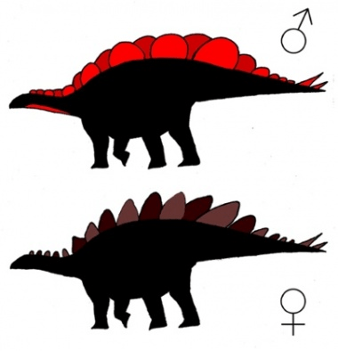 해부학적 조사를 통해 복원해낸 스테고사우루스 므조시(Stegosaurus mjosi) 수컷(위쪽)과 암컷(아래쪽)의 형태.