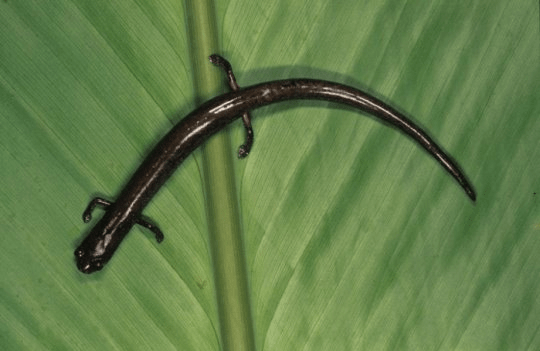 과학자들은 파나마지협이 닫혔다고 일반적으로 받아들여지는 3백만년 전보다 북아메리카의 도롱뇽이 남아메리카로 이주한 것이 더 먼저라고 보고 있다. 베이컨과 동료들의 새로운 논문에서는 파나마지협이 3백만년 전보다 더 오래 전에 닫혔다고 주장하는데 도롱뇽이 그 증거 중 하나다. Credit: STRI Archives