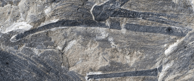 긴 막대 모양을 한 이 치의 오른손목뼈 (사진에서 가장 길게 보이는 것). 끝부분에 비막의 일부가 보존되어 있으며 깃털들이 많이 보인다. Photograph: Zang Hailong