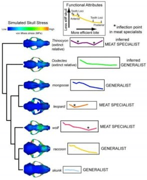 연구팀이 생체역학적 특성을 연구하기 위해 사용한 여러 종의 두개골을 보여주는 그림. 각 동물의 무는 힘과 두개골의 강직도를 비교하여 생체역학적 특성 곡선을 그렸다. 서로 가까운 관계인 표범과 몽구스가 함께 묶이는 등 조상의 식성이 모델에 큰 영향을 끼치기는 하지만, 개별 동물의 생체역학적 특성 곡선의 모양을 보고 식성에 대한 예측도 할 수 있는 것으로 나타났다. Credit: Copyright AMNH/Z.-J. Tseng