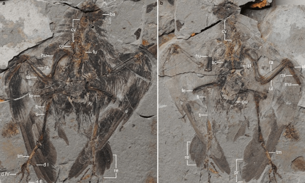 화석의 전체 모습. 연구자가 암석 덩어리를 쪼개서 열자 화석이 발견되었다. Photograph: Wang et al., Nature Communications