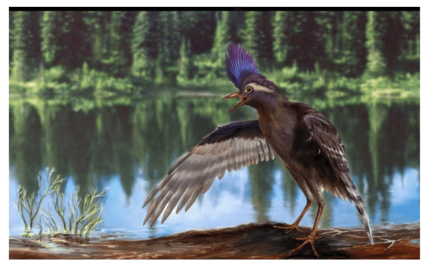 화석 아르카이오르니투라 미마나이의 복원도. Illustration: Zongda Zhang