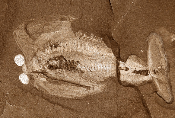 오다라이아 알라타 (Odaraia alata). 방울처럼 튀어나온 두 눈과 튜브 형태로 생겨서 등쪽이 열린 껍질을 가지고 헤엄을 치는 대형 절지동물. Image credit: Jean Bernard Caron, Royal Ontario Museum.