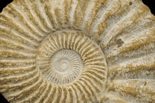 대형 암모나이트 화석. 지름 약 50cm. Credit: ⓒ marcel / Fotolia