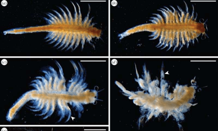 아르테미아가 분해되는 과정. (A) 썩지 않은 표본 (b) 가슴 부분의 다리가 뿌옇게 된다 © 몸통과 다리 (화살표가 가리키는 부분) 가 미생물의 활동으로 불투명해진다 (d) 큐티클 층이 쪼그라든다. 다리 끝쪽이 떨어져나가고 내부에 바이오필름이 형성되어 다리가 흐려진다. Credit: © Proceedings of the Royal Society B, DOI: 10.1098/rspb.2015.0476