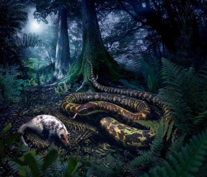 이번 연구에 기반해 크라운그룹 뱀의 조상 모습을 재구성한 그림. 줄리어스 초토니 그림. Credit: Julius Csotonyi