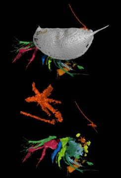 두 마리의 오구설충 (오렌지색) 이 개형충 외부에 붙어 있는 모습.