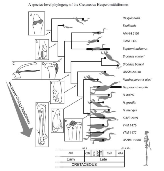 헤스페로르니스형류 내에서의 다이빙에 특화된 진화의 양상 Credit: Image courtesy of Taylor & Francis