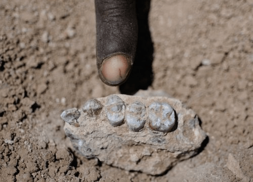 2011년 3월 4일에 발견된 아우스트랄로피테쿠스 데이레메다의 완모식표본 위턱. Credit: Yohannes Haile-Selassie / copyright Cleveland Museum of Natural History