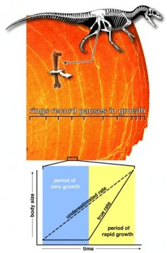 공룡 넙다리뼈 (femur) 를 현미경으로 관찰하면 동심원이 보인다. 이 동심원은 나무의 나이테처럼 매년 공룡의 뼈가 자라는 도중 자원이 희귀한 계절에 형성된다. 동심원 형태로 나타난 부분은 성장이 멈춘 시기이기 때문에 연평균 성장률 (그래프의 점선) 은 조건이 좋은 계절에 보이는 실제 성장률보다 과소평가된다. Credit: Scott Hartman
