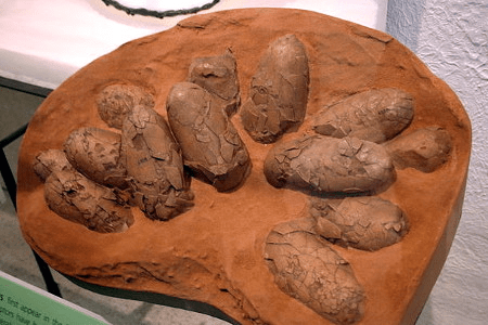 오비랍토르의 알이 있는 둥지가 미국 자연사박물관에 전시되어 있다. Image by Steve Starer, CC-BY.