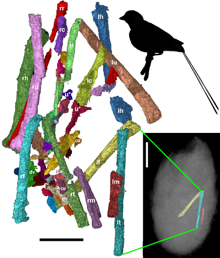 조류 뼈 픽업 스틱! 왼쪽에 보이는 것은 몽골의 새 알 내부의 뼈로 디지탈 처리를 거쳐 분리된 것이다. 오른쪽 아래에 보이는 것은 알 내부에 있는 왼쪽 뒷다리 뼈다 (윤곽선은 흐릿하다). 원래의 논문에서 넙다리뼈 (노란색) 은 윗팔뼈로 해석되었다. 오른쪽 위의 그림은 가까운 친척 관계인 백악기의 새, 프로톱테릭스 (PhyloPic.org 의 Matt Martyniuk 의 그림, CC-BY) 이다. 화석 이미지는 Varricchio et al. 2015 에서 수정을 가한 것. 스케일 바는 각각 5mm (왼쪽), 10mm (오른쪽).