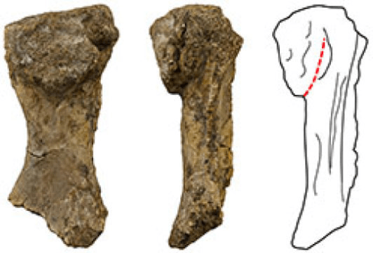 오시노두스 푸에리(Ossinodus pueri)의 노뼈(radius) 화석 Credit: Image courtesy of Queensland Museum.