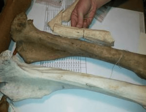 와피티사슴 (아래) 과 큰뿔사슴 (가운데) 의 넙다리뼈, 그리고 홀렌슈타인-슈타델 동굴에서 발견된 큰뿔사슴의 넙다리뼈 조각 (위) 을 비교한 모습. Credit: Alexander Immel