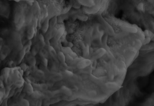 포커스 이온 빔을 이용해 화석 조각에서 발견된 적혈구 세포일 가능성이 있는 것을 확대한 모습. Credit: Image courtesy of Imperial College London