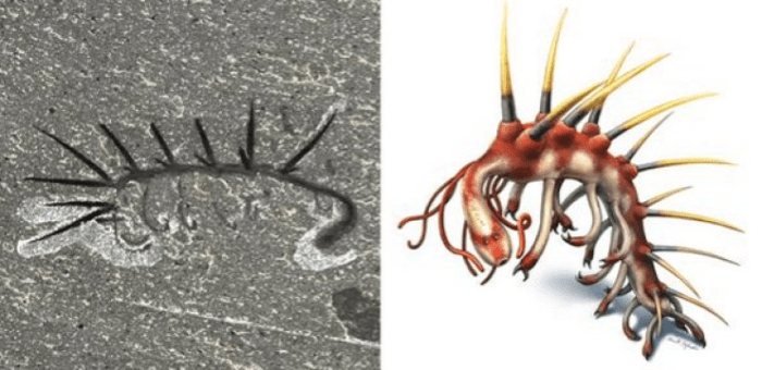 왼쪽: 버제스 셰일에서 발견된 할루키게니아 스파르사 (Hallucigenia sparsa). 표본번호 ROM 61513. 화석의 몸길이는 15mm. 오른쪽: 할루키게니아 스파르사의 복원도 Credit: Left: Jean-Bernard Caron; Right: Danielle Dufault