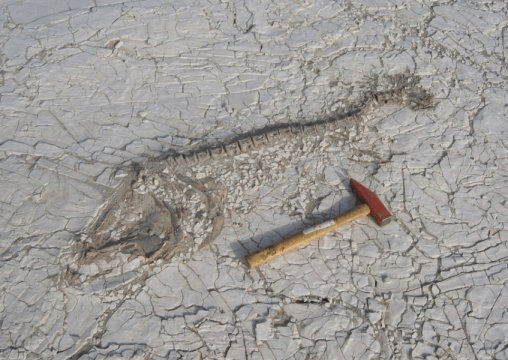 화석화된 물고기. 메가채드 고호수가 마르는 과정을 통해 남부 사하라의 급격한 기후변화를 알 수 있다. 서아프리카 몬순의 변화로 강수량이 줄어 거대한 호수가 빠르게 마르면서 사구와 먼지로 가득한 사막이 되었다. Credit: Image courtesy of University of Royal Holloway London