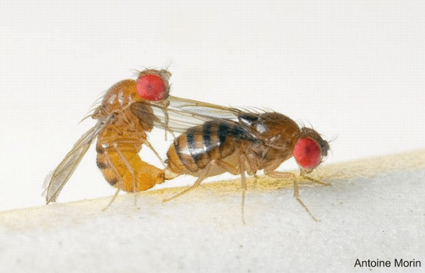 교미 중인 드로소필라 세라타 (Drosophila serrata) CREDIT: ANTOINE MORIN