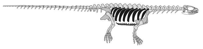 파포켈리스의 골격 복원도. 갈비뼈 (검은색) 과 두개골의 구멍을 보여주고 있다.
