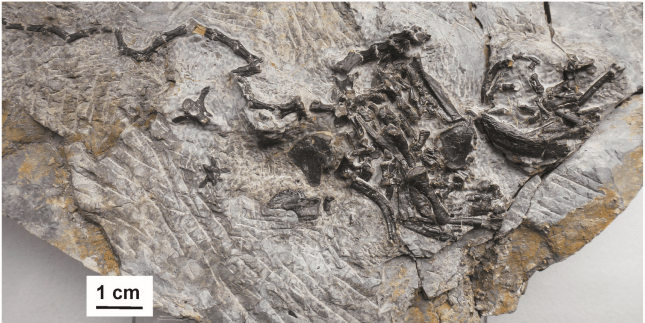 사진에 보이는 파포켈리스의 표본을 통해 복갑이라고 불리는 거북 껍질의 배 부분이 갈비뼈처럼 생긴 구조와 어깨뼈의 일부분이 봉합되어 만들어진다는 것이 확인되었다.