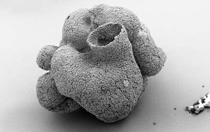 너비 1.2 mm 의 작은 해면동물 화석의 고해상도 주사전자현미경 이미지. Credit: Zongjun Yin/Nanjing Institute of Geology and Palaeontology