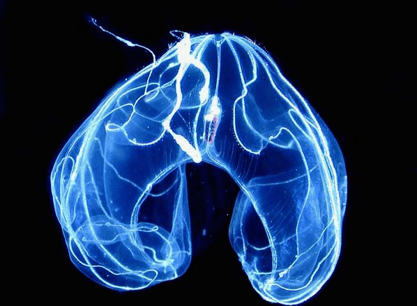 현생 빗해파리 Credit: Marsh Youngbluth/Wikimedia Commons