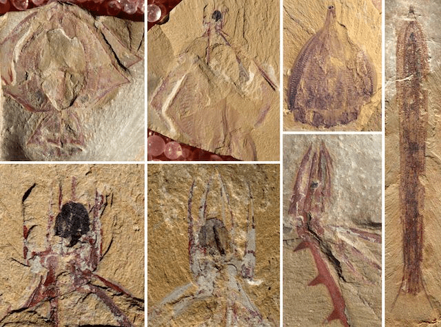 고대 빗해파리 화석 Credit: Dr. Qiang Ou and his colleagues