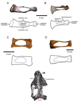 트라이아스기 견치류 중에서 곰포돈트류 등자뼈의 형태 변이를 보여주는 그림. A 디아데모돈, B 트리라코돈, C 와 D 마세토그나투스. 아래는 등자뼈가 어디 있는지 보여주는 견치류 두개골을 아래쪽에서 본 모습. Credit: Wits University