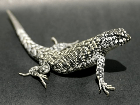 연구자들은 리오라이무스 도마뱀이 극한의 사막, 추운 기후, 그리고 안데스 산맥의 높은 고도를 포함하여 예외적으로 넓은 범위의 생태적 조건 및 기후조건에 적응했기 때문에 이 파충류 종류를 연구하기로 했다. Credit: Image courtesy of University of Lincoln