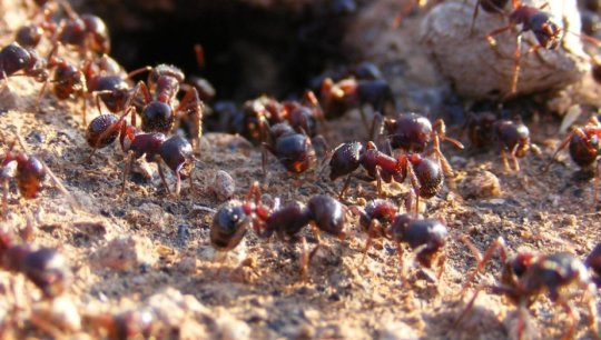 수확개미 (rough harvester ant, Pogonomyrmex rugosus)의 일개미들. 사회적 기생충에 의해 이용되는 숙주 종의 하나로 이번 연구를 통해 유전체 서열분석이 이루어어진 종들 중 하나이기도 하다. Credit: Chris R. Smith, used with permission