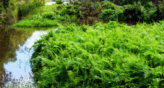 일반적으로 식물이 땅 위를 점령한 것은 녹조류 – 아마도 민물웅덩이 가장자리에 살던 – 가 해안가의 수면이 하강했을 때 간신히 살아남은 시기, 대략 4억년 전이라고 생각된다. Credit: ⓒ bannerwega / Fotolia