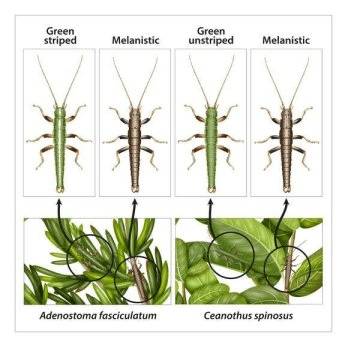 콜로라도 대학 볼더의 과학자들이 참여한 새로운 연구에서는 대벌레인 티메마 크리스티나이 (Timema cristinae) 의 세 가지 형태에서  자연선택의 역할을 살펴보았다. 위의 그림은 녹색, 줄무늬, 그리고 짙은색 혹은 갈색 형태들이 어떻게 각각 두 개 종의 관목 특정 부위에서 해당 부위에 맞는 보호색을 진화시켰는지를 보여준다. Credit: Illustration credit Rosa Marin