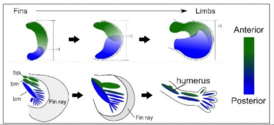 지느러미에서 다리로의 진화 모형. 앞쪽 (녹색) 과 뒤쪽 (파란색) 필드의 균형에 생긴 점진적인 변화가 지느러미에서 다리로의 진화를 이끌었을 수 있다. Credit: Mikiko Tanaka, Tokyo Institute of Technology