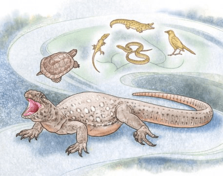 에우노토사우루스는 이궁류 거북이다. Credit: Gaberiel Bever