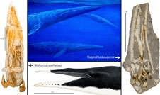 토카라히아 카우아이로아 (Tokarahia kauaeroa 가운데 위. 오타고 지질학박물관의 크리스 개스킨 그림) 와 와하로아 루훼누아 (Waharoa ruwhenua 가운데 아래. 로버트 보에세네커 그림) 의 복원도와 각각의 두개골 화석.