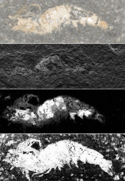 새우 화석을 찍은 3600 장의 작은 사진들을 한데 모아 이 화석이 보존되었던 과정을 더 잘 이해할 수 있게 만들었다. Credit: American Chemical Society