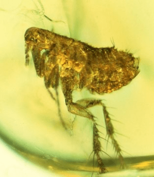 호박 속에 2000만 년 동안 보존되었던 벼룩에서 흑사병을 일으킨 아주 오래된 박테리아 계통의 증거가 발견된 것일 수도. Credit: Photo by George Poinar, Jr., courtesy of Oregon State University