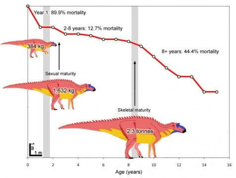 학술지 팔레오바이올로지에 실린 연구에서는 마이아사우라 피블레소룸 (Maiasaura peeblesorum) 의 생활사를 다른 어떤 공룡보다 자세하게 보여주고 있다. Credit: Courtesy Holly Woodward