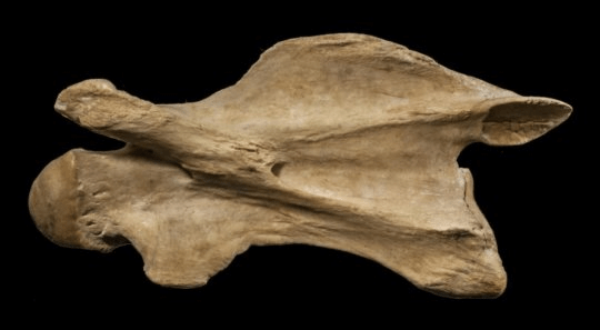 현생 기린의 세번째 목뼈. 이 종은 목뼈가 길어지는 두 단계를 모두 거쳐 지금처럼 엄청나게 긴 목을 가지게 되었다. Credit: Nikos Solounias