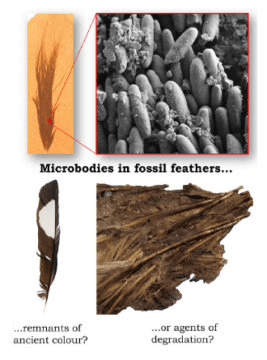 과학자들은 멜라노솜의 모양과 크기는 물론이고 때로는 내부의 색소 알갱이에 의해 만들어지는 표면의 질감도 알아볼 수 있게 되었다. 하지만 눈에 보이는 것만으로는 모든 것을 알아낼 수는 없는 법이다. 다행히도 고생물학자들은 분자를 이용한 분석기법을 통해 이러한 형태들이 어떤 의미를 가지고 있는지를 이해하는 데 가까이 다가가고 있다. Credit: Mary Schweitzer and Johan Lindgren