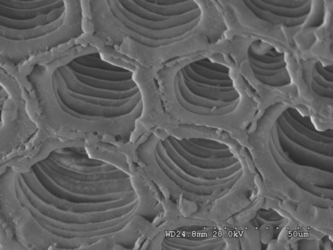 데본기 후기 (3억 5500만 년 전) 북아메리카에서 발견된 원시적인 양치류 비슷한 소형 식물로 이루어진 숯 화석의 주사전자현미경 사진. Credit: Image courtesy of University of Royal Holloway London