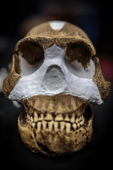 남아프리카 요하네스버그 위트워터스랜드 대학의 수장고에 보관된 호모 날레디 두개골 캐스트. Photograph: Greatstock / Barcroft Media/Greatstock / Barcroft Media