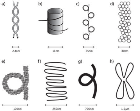 DNA 의 구성을 단순화시켜 보여주는 그림. Credit: Image courtesy of Technical University of Denmark (DTU)