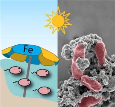 철산화 박테리아를 위한 차양: 이 자그마한 유기체는 자신의 세포 주위에 철광물, 혹은 녹을 형성하여 양산을 만들었다. 이것으로 유해한 자외선으로부터 자신을 보호할 수 있었다. Credit: Kappler/Gauger/University of Tübingen